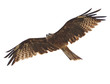 Black Kite
