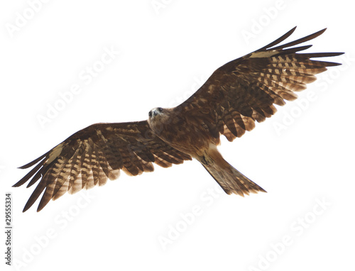 Photo: Black kite Black kite