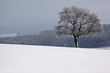 Eiche im Schnee