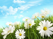 White summer daisies in tall grass White summer daisies in tall grass