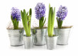 Purple hyacinth in aluminum pots on white Purple hyacinth in aluminum pots on white