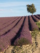 Lavendelfeld Lavendelfeld