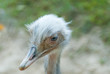Straußenvogel