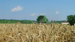 Combine Harvesting Wheat 08