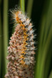 Thaumetopoea pityocampa
