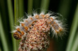 thaumetopoea pityocampa thaumetopoea pityocampa