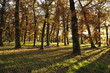 Sous-bois