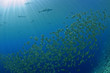 Fish and Sharks