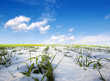 winter landscape