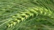 Spiga di grano Spiga di grano