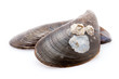 Miesmuschelschalen vor weissem Hintergrund