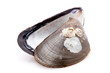 Miesmuschelschalen vor weissem Hintergrund