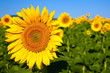 Sunflower in a Field Sunflower in a Field
