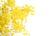 mimosa - festa della donna