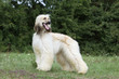 pretty afghan hound in the wind