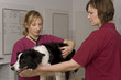 Foto: Tierarzt Tierarzt