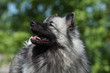 regard du spitz loup