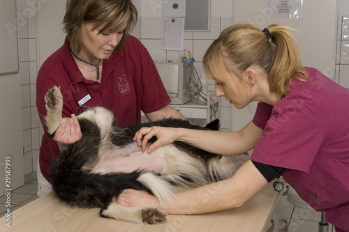 Foto: Tierarzt Tierarzt