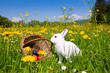 Osterhase mit Ostereiern