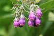 Comfrey