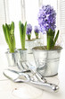 Purple hyacinths on table with sun-filled windows Purple hyacinths on table with sun-filled windows