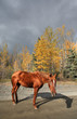 Range horses along British Columbia road