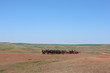 Horse herd grazing on the steppe red clay hills