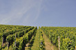 vignoble vignoble
