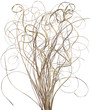 Curly Stick Arrangement Curly Stick Arrangement