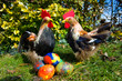 Foto: chicken and eastereggs chicken and eastereggs
