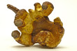 Reishi,Lingzhi