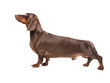 Brown dachshund