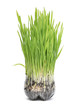 green grass