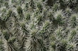 Kaktus cylindropuntia tunicata,Gran Canaria