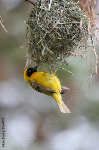 Photo: Nestbau III Nestbau III