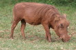 Junges Wildschwein