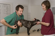 Foto: Tierarzt Tierarzt