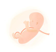 Embryo mit Nabelschnur
