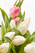 beautiful tulips beautiful tulips