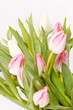 beautiful tulips beautiful tulips