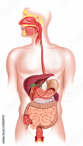 Illustration: Human digestive system cross section Human digestive system cross section