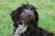 Labradoodle