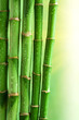 bamboo background