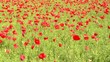 papaveri e fiori