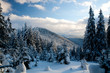 winter forest