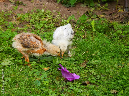 Foto: küken küken