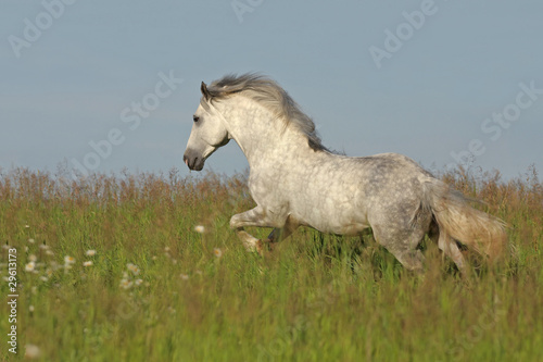 Photo: White horse galloping on the green meadow White horse galloping on the green meadow
