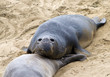 sea lions at the beach sea lions at the beach