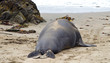 sea lions at the beach sea lions at the beach