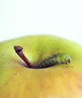 Wurm aus Apfel